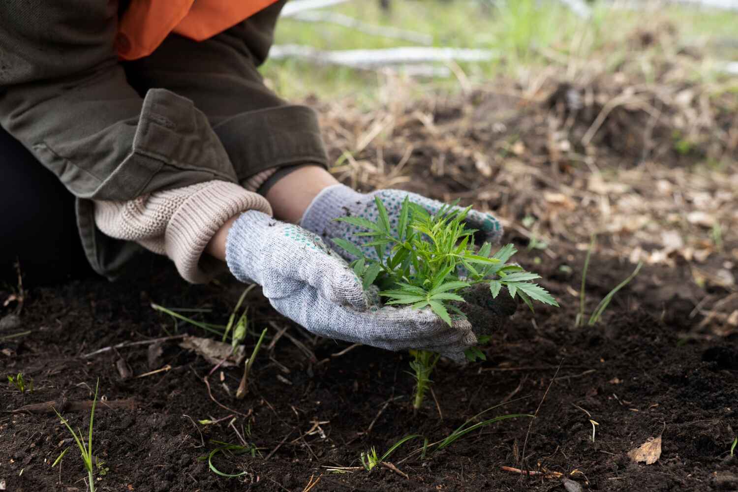  Columbia Heights, MN TreeGuard Tree Service Pros